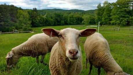 Some of the sheep at Fat Sheep Farm & Cabins in Hartland, Vt.

